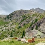 Weidekühe am Fuße der Laugenspitze