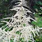 Auch der Wald-Geißbart wächst in den Wäldern um den Karersee