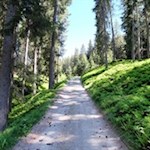 Auf dem breiten Waldweg Nr. 29B