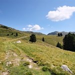 Der Wanderweg Nr. 8 führt durch die sanften Bergwiesen der Kühbergalm