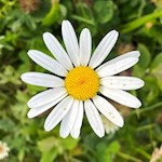 Margerite in den Ratschinger Almwiesen