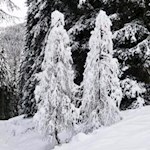 In Winterstarre verfallen...