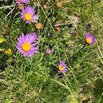 Alpenastern am Wegesrand