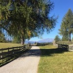 Den sanft gewellten Lärchenwiesen des Salten wohnt ein besonderer Liebreiz inne