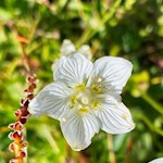 Zarte Blumen gedeihen am Wegesrand