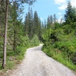 Sanft schlängelt sich der Wanderweg durch den Wald