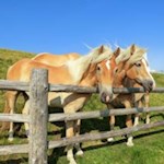 Kecke Blondinen auf der Villanderer Alm
