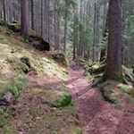 Teile des Weges führen durch den stillen Tann