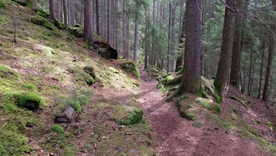 Teile des Weges führen durch den stillen Tann