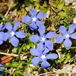 Nahezu märchenhaft blau leuchtet der Frühlingsenzian am Wegesrand