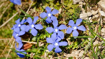 Nahezu märchenhaft blau leuchtet der Frühlingsenzian am Wegesrand