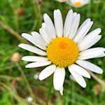 Margerite am Wegesrand