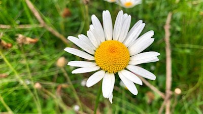 Margerite am Wegesrand