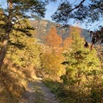Durch den herbstlich gefärbten Wald auf den Karlotten Kofel