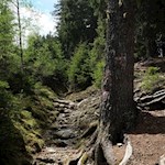 Im steten Anstieg durch den Wald zur Lanzwiesenalm