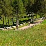 Lichte, blumenfrohe Lärchenwiesen und sanfte Wege prägen den Salten