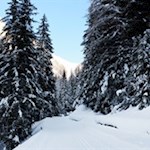 Durch den tiefverschneiten Wald auf den Staller Sattel
