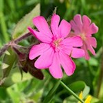 Im Frühling gedeihen auf dem Salten zarte Wiesenblumen