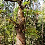 Das witterungsbeständige Holz der Kastanie wurde einst im Weinbau genutzt