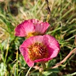 Zarte Bergblumen auf der Plose