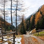 Der Weg führt durch einen lärchendurchsetzten Wald