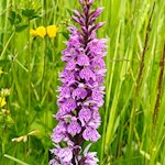 Knabenkraut am Karerpass