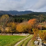 Durch herbstlich gefärbte Felder nach Feldthurns