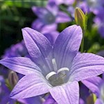 Glockenblumen gedeihen in den Freienfelder Wiesen