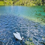 Schwan im Durnholzer See