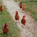 Gackernde Wegbegleiter...