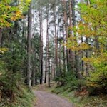 Durch den herbstbunten Wald nach Teis