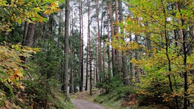Durch den herbstbunten Wald nach Teis