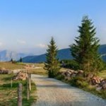 Die Sommersonne wirft tanzende Schatten auf den sanft ansteigenden Weg