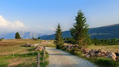 Die Sommersonne wirft tanzende Schatten auf den sanft ansteigenden Weg