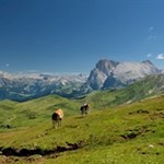 Neben uns erheben sich der Lang- und Plattkofel