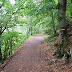 Die Fennpromenade wird von grünen Bäumen umrahmt