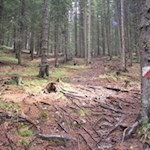 Der wurzelbeschlagene Waldsteig Nr. 20 ist bestens markiert