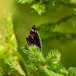 Farbenprächtige Schmetterlinge genießen die warme Sommersonne