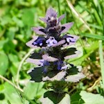 Pyramiden-Günsel am Wegesrand