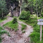 Abzweigung vom Forstweg auf den schmalen Waldpfad