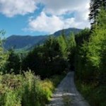 Auf breitem und zumeist schattigem Weg in Richtung Plattner Alm