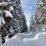 Durch den winterlich verschneiten Wald zur Pertinger Alm
