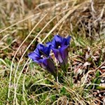 Tiefblauer Enzian gedeiht in den Wiesen um die Schlüterhütte