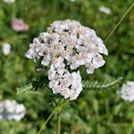 Auch die heilsame Schafgarbe gedeiht auf der Seiser Alm