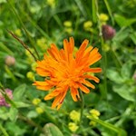 Auch der Gold-Pippau bringt die Wiesen der Seiser Alm zum Leuchten