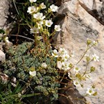 Blaugrüner Steinbrech