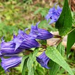 Schwalbenschwanzenzian