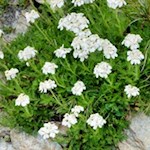 Schafgarbe am Wegesrand