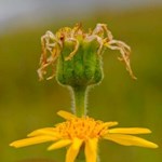 Unter Naturschutz: sommergrüne Arnika