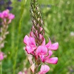 Prati fioriti fiancheggiano il sentiero verso la Malga Maraia